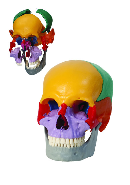Цветная лего-модель черепа на защелках. 18 частей