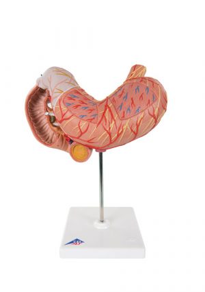 Модель желудка на подставке. 3 части