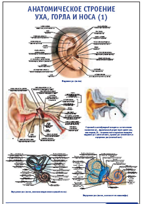 Плакат “Анатомическое строение уха, горла и носа” (1) (490*650)