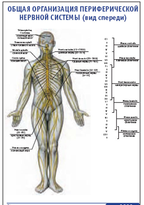Плакат “Общая организация периферической нервной системы” (вид спереди) (800*1100)