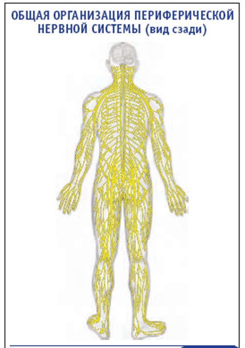 Плакат “Общая организация периферической нервной системы” (вид сзади) (800*1100)