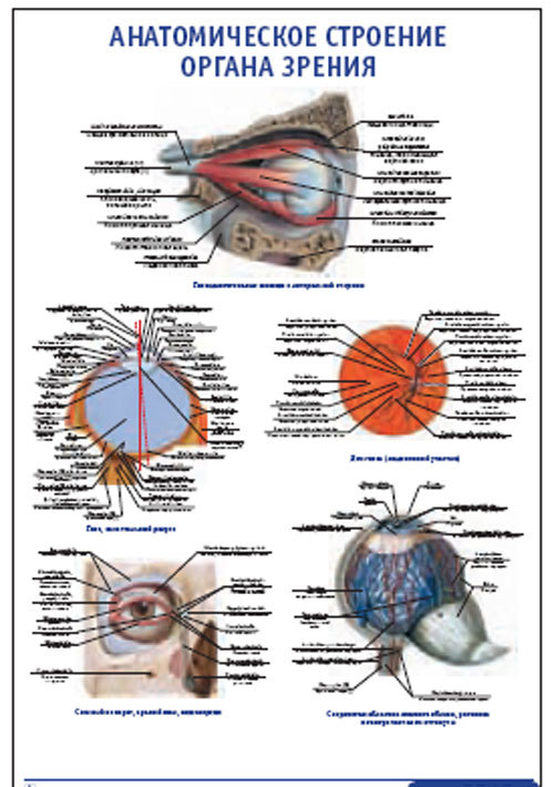 Плакат “Анатомическое строение органа зрения” (800*1100)