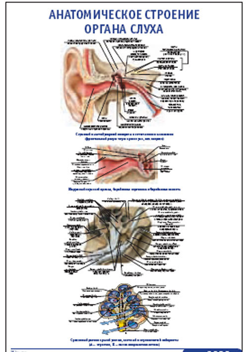 Плакат “Анатомическое строение органа слуха” (800*1100)