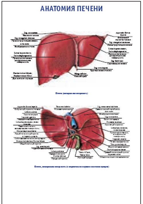 Плакат “Анатомия печени” (600*900)