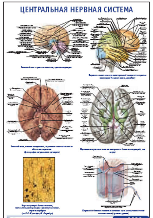 Плакат “Центральная нервная система” (800*1100)