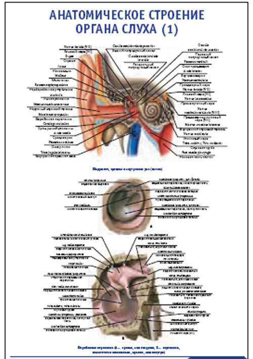 Плакат “Анатомическое строение органа слуха 1” (600*900)