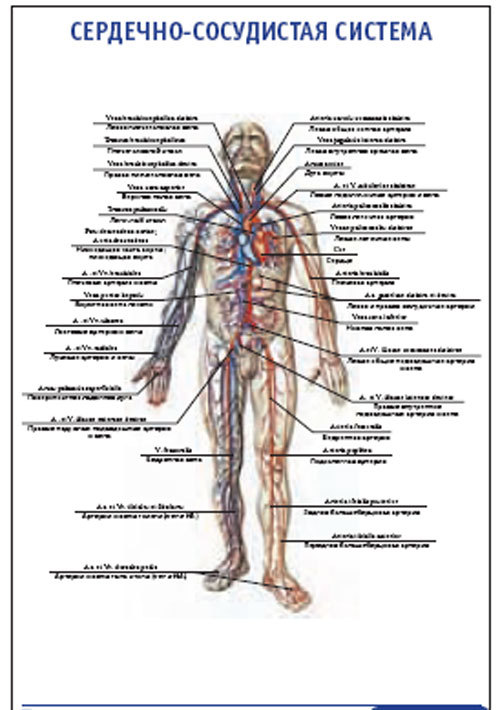 Плакат “Сердечно-сосудистая система” (600*900)