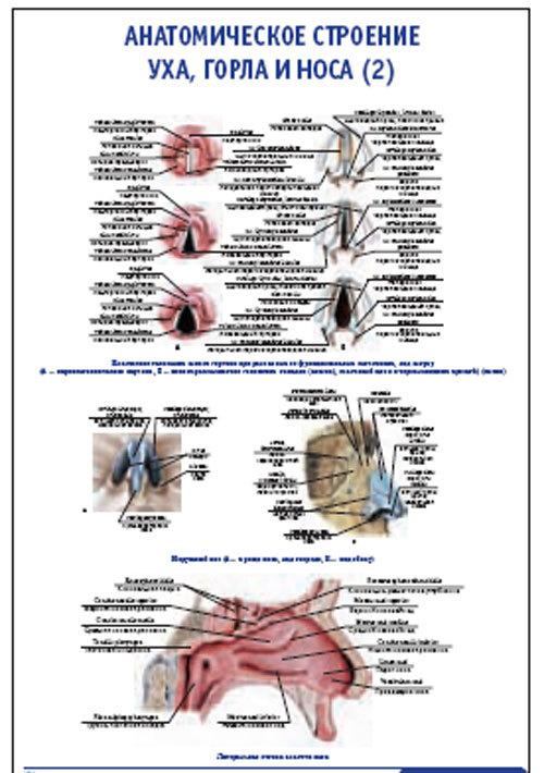 Плакат “Анатомическое строение уха, горла и носа” (2) (600*900)