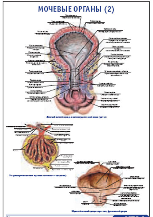 Плакат “Мочевые органы 2” (600*900)