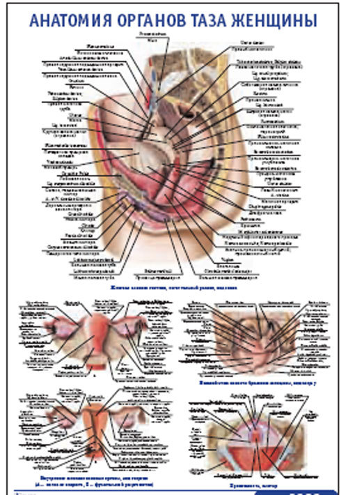 Плакат “Анатомия органов таза женщины” (490*650)