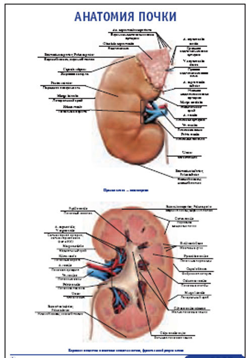Плакат “Анатомия почки” (600*900)
