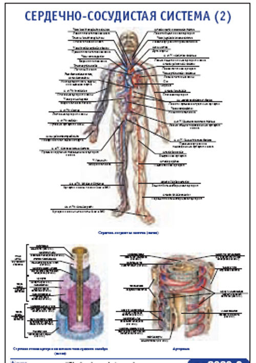 Плакат “Сердечно-сосудистая система 2” (600*900)