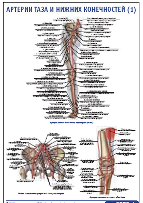 Плакат “Артерии таза и нижних конечностей 1” (800*1100)