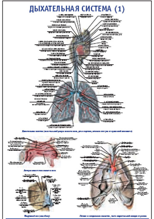 Плакат “Дыхательная система 1” (800*1100)