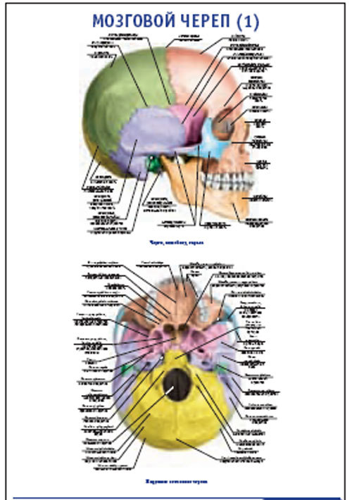 Плакат “Мозговой череп 1” (600*900)