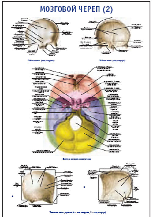 Плакат “Мозговой череп 2” (600*900)