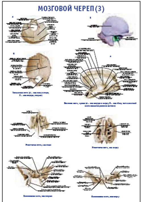 Плакат “Мозговой череп 3” (600*900)