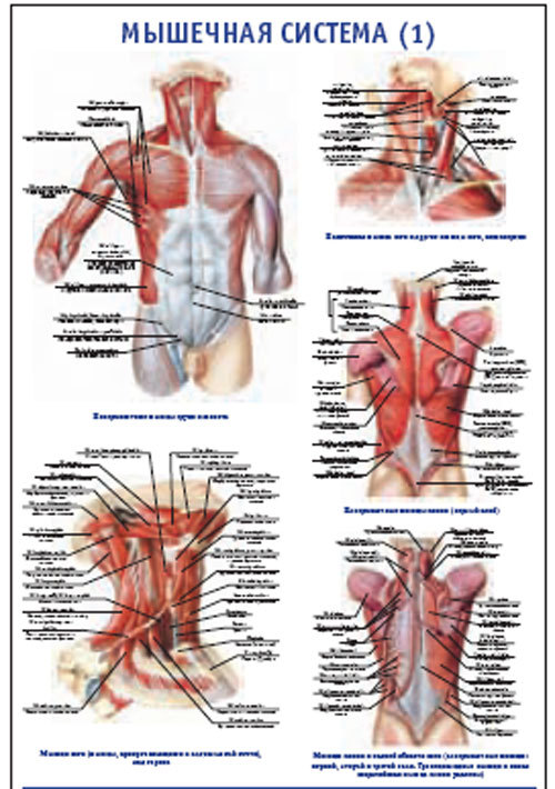 Плакат “Мышечная система 1” (490*650)