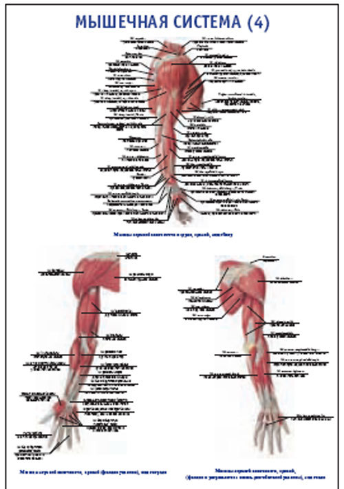 Плакат “Мышечная система 4” (490*650)