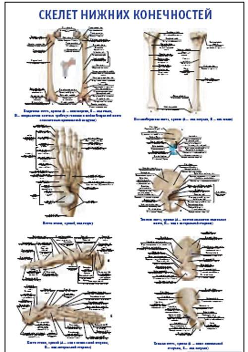 Плакат “Скелет нижних конечностей” (800*1100)