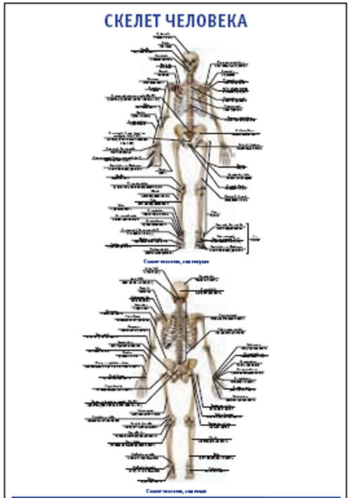 Плакат “Скелет человека” (800*1100)