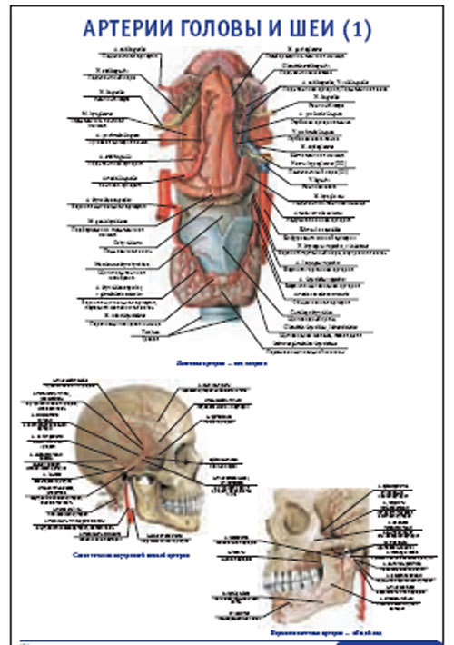Плакат “Артерии головы и шеи 1” (600*900)