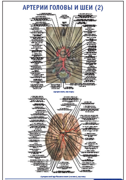 Плакат “Артерии головы и шеи 2” (800*1100)