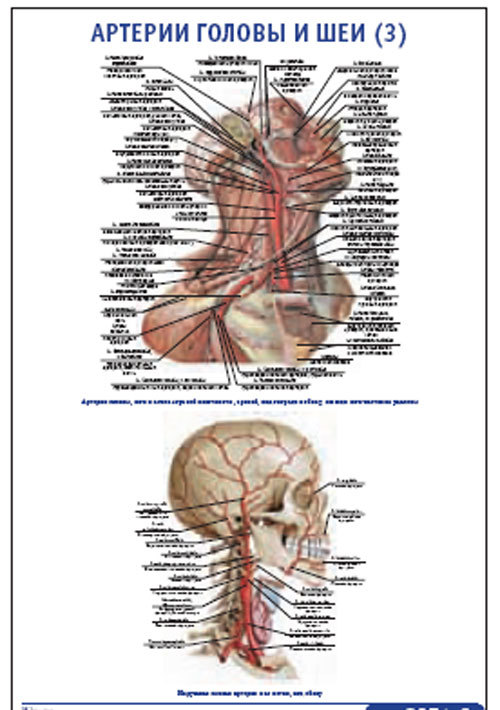 Плакат “Артерии головы и шеи 3” (800*1100)