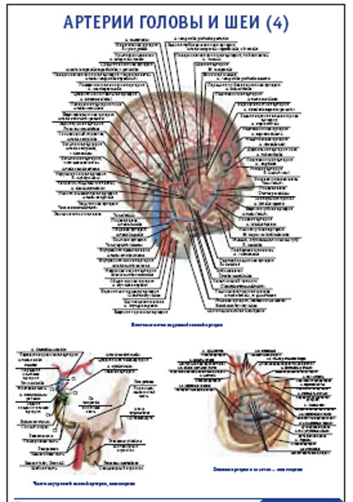 Плакат “Артерии головы и шеи 4” (490*650)