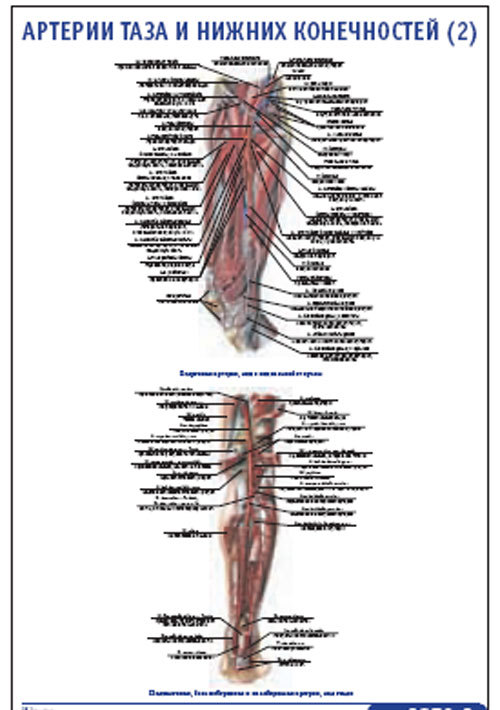 Плакат “Артерии таза и нижних конечностей 2” (800*1100)