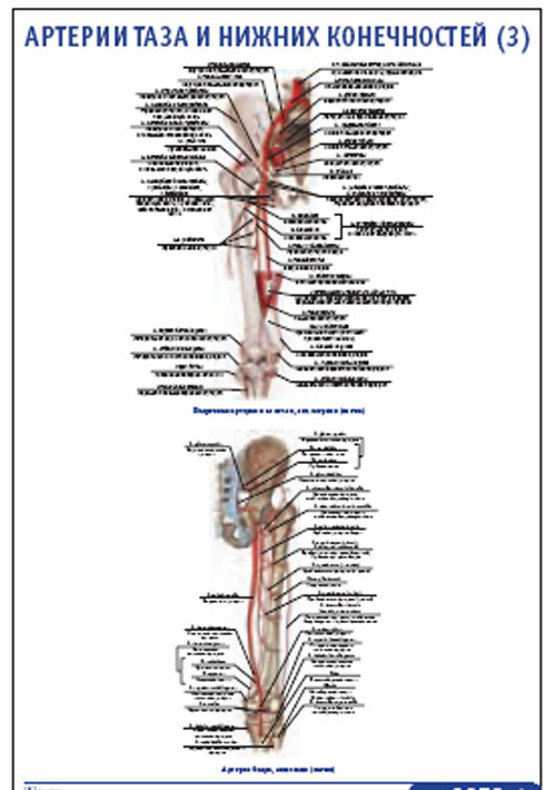 Плакат “Артерии таза и нижних конечностей 3” (800*1100)