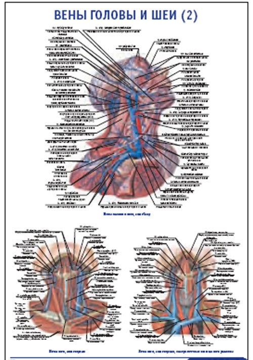 Анатомия кровеносных сосудов шеи и головы