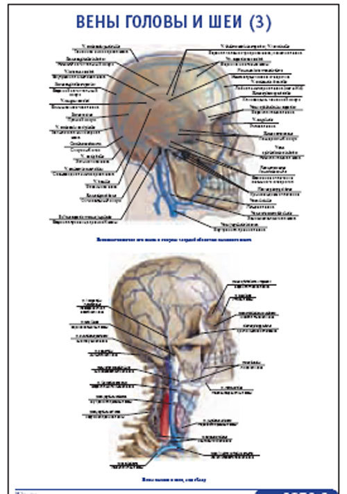 Плакат “Вены головы и шеи 3” (800*1100)