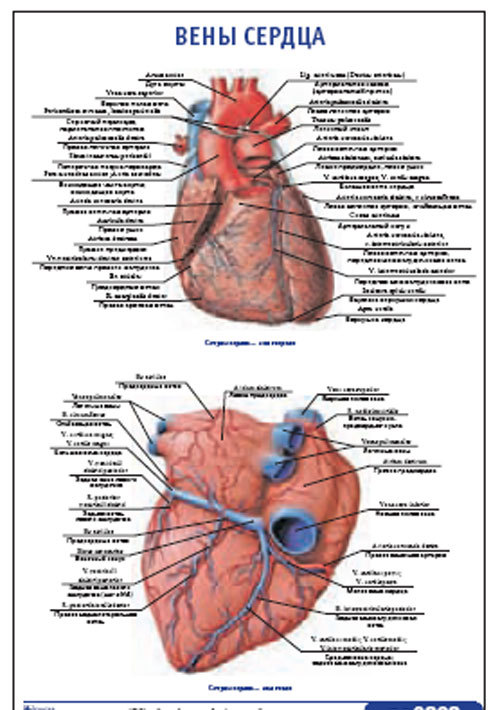 Плакат “Вены сердца” (600*900)