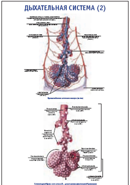 Плакат “Дыхательная система 2” (800*1100)