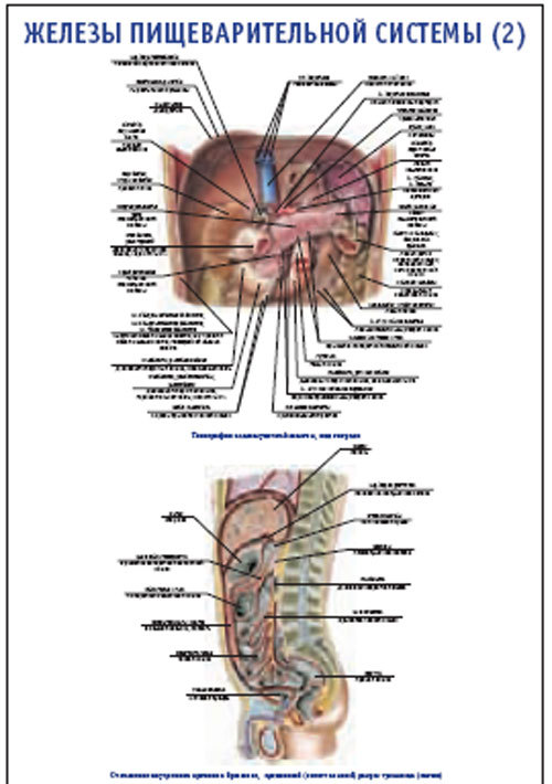 Плакат “Железы пищеварительной системы 2” (490*650)