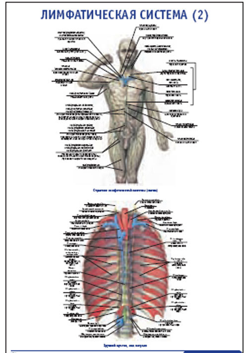 Плакат “Лимфатическая система 2” (490*650)