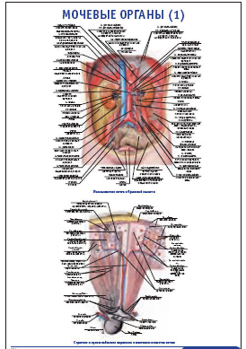 Плакат “Мочевые органы 1” (490*650)