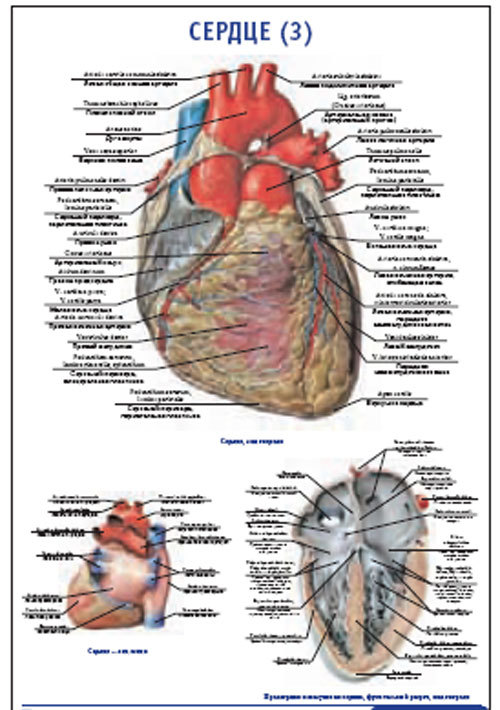 Плакат “Сердце 3” (490*650)