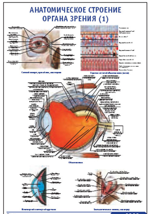 Плакат “Анатомическое строение органа зрения 1” (800*1100)