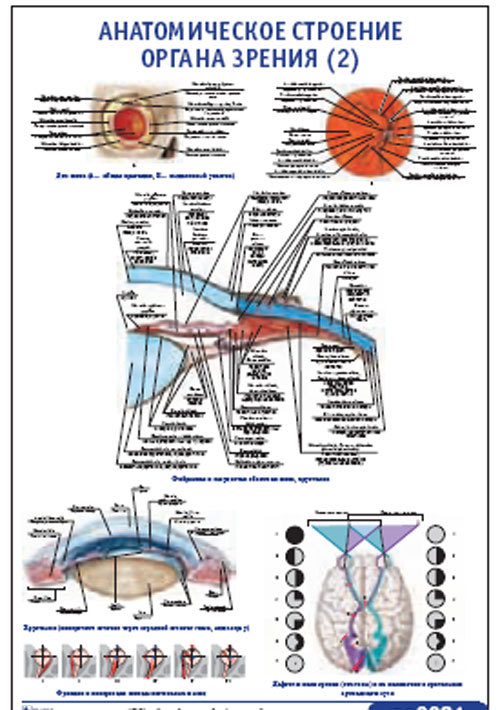 Плакат “Анатомическое строение органа зрения 2” (800*1100)