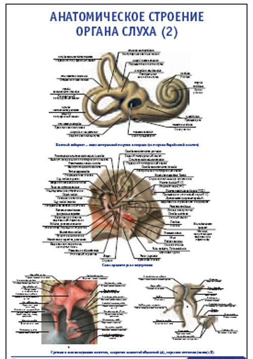 Плакат “Анатомическое строение органа слуха 2” (800*1100)