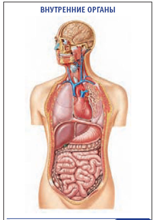 Плакат “Внутренние органы” (600*900)