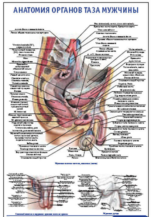 Плакат “Анатомия органов таза мужчины” (600*900)