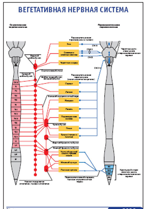 Плакат “Вегетативная нервная система” (600*900)