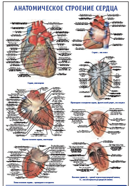 Плакат “Анатомическое строение сердца” (490*650)