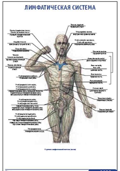 Плакат “Лимфатическая система” (600*900)