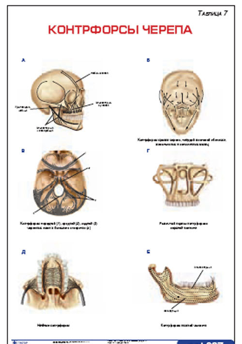 Плакат “Контрфорсы черепа” (490*650)