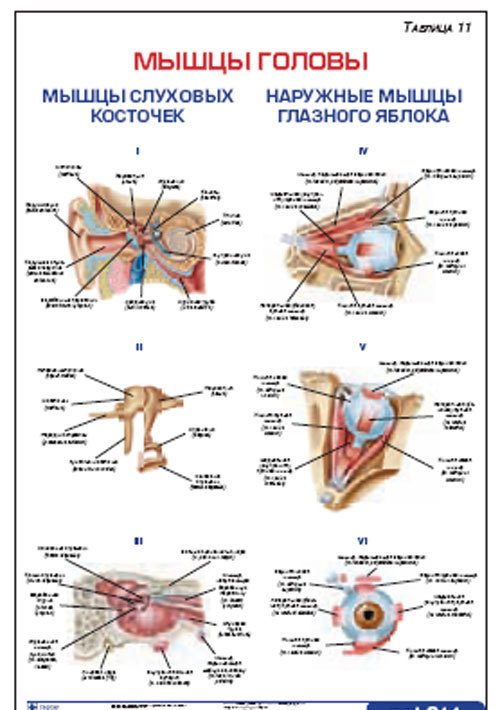 Плакат “Мышцы слуховых косточек и наружные мышцы глазного яблока” (490*650)