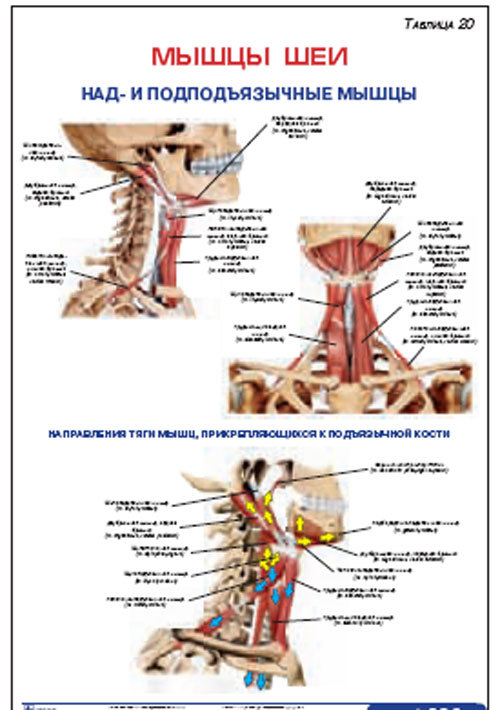 Плакат “Мышцы шеи. Над- и подподъязычные мышцы” (800*1100)